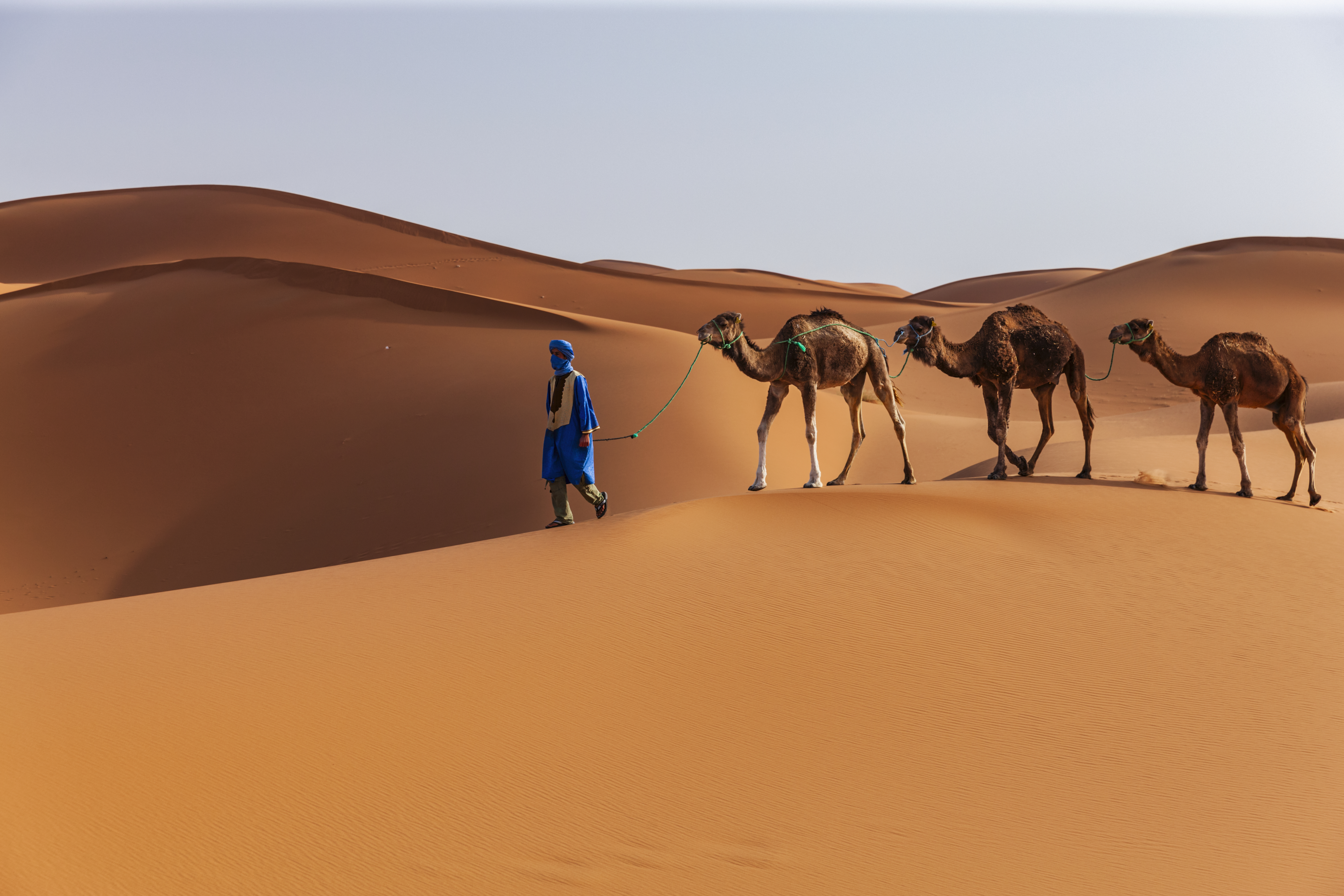 Guide touareg menant une caravane de chameaux dans les dunes du désert